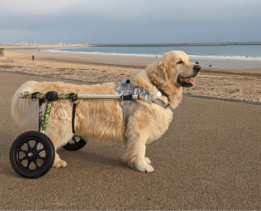 Golden Retriever with some wheels strapped to it's back legs