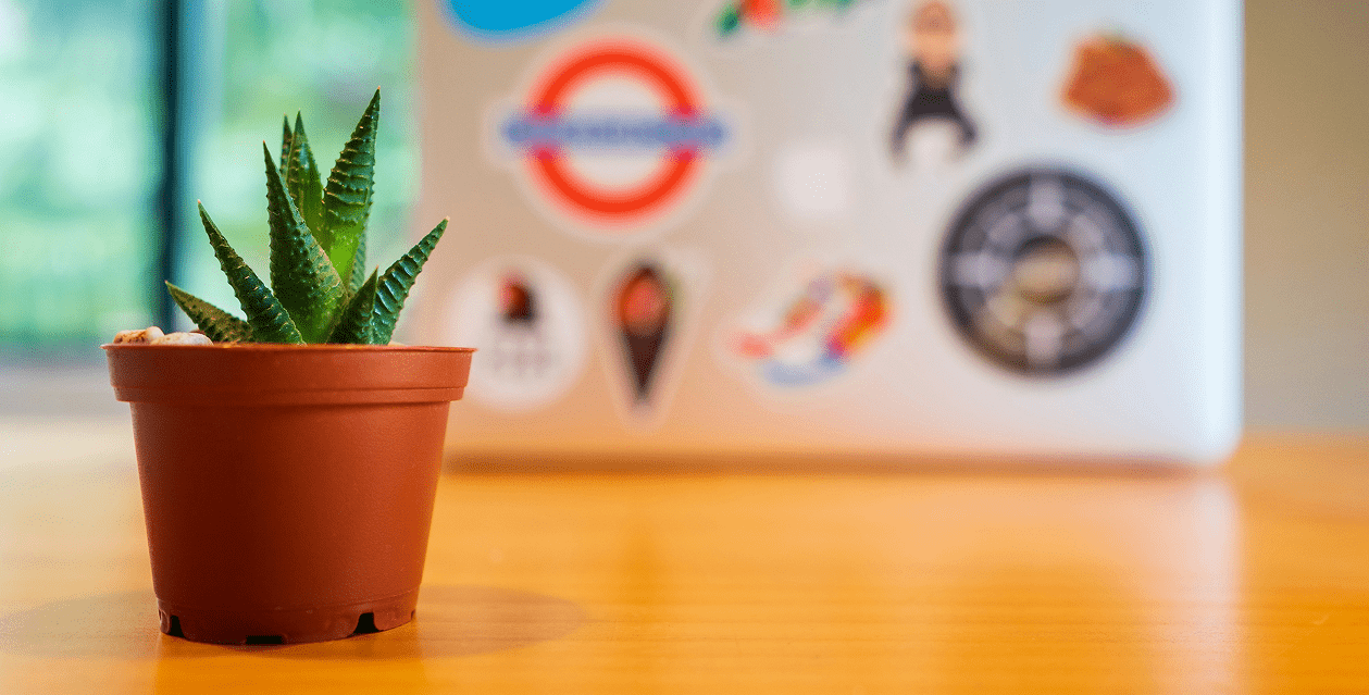 Laptop on the table with a plant in the foreground
